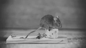 a mouse on a piece of cheese